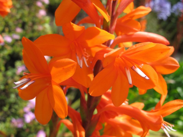Watsonia-close-up