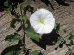 800px-Convolvulus_arvensis_bg
