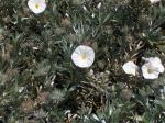 800px-Convolvulus_cneorum