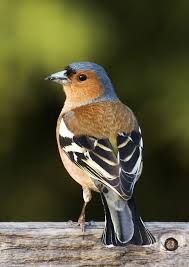 chaffinch