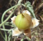 Convolvulus_althaeoides_1-fruto