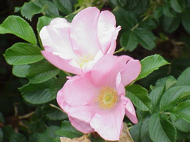 Rosa rugosa 'Frau Dagmar Hastrup'- shrub rose growing at Old School Garden