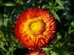 Xerochrysum bracteatum