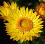Xerochrysum_bicolor-Tasmania