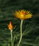 Xerochrysum_subundulatum