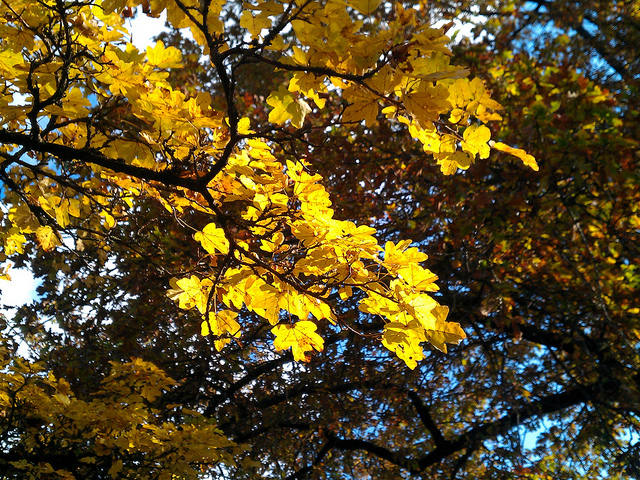 acer campestre by wendy cutler