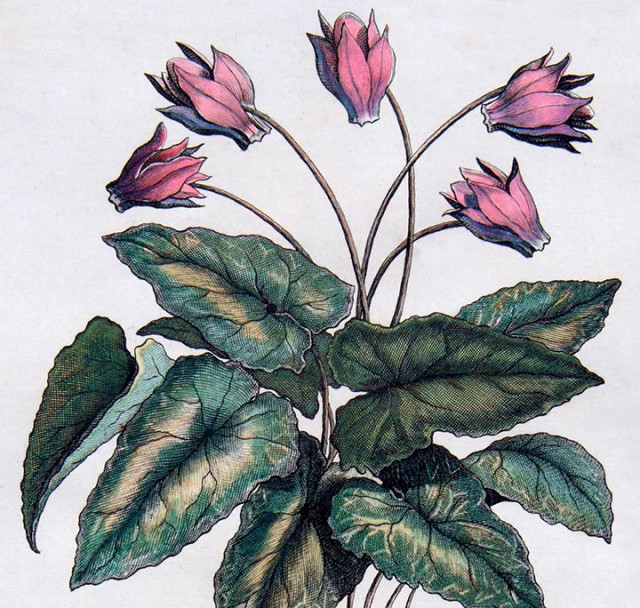Cyclamen print