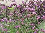 Verbena_bonariensis2