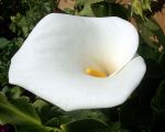 Zantedeschia aethiopica