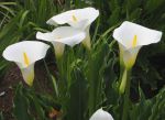 Zantedeschia aethiopica2