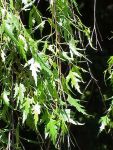 450px-Betula_pendula_laciniata0
