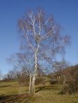 450px-Betula_pendula_winter