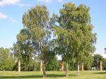 800px-Betula_Pendula_at_Stockholm_University_2005-07-01
