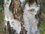 800px-Betula_verrucosa_a1