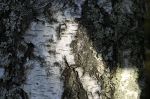 800px-Silver_birch_closeup