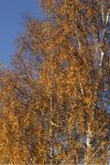 Betula pendula autumn colour bartram&nbsp;trees