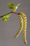 Betula pendula catkin bartram&nbsp;trees