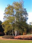 mature betula pendula bartram&nbsp;trees
