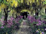 alliums and laburnum