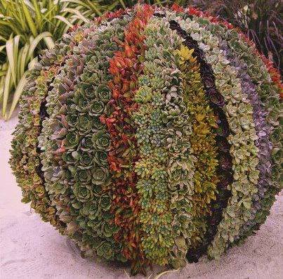 ball of succulents