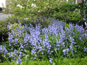 Bluebells in front garden