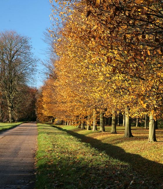 carpinus betulus autumn colour