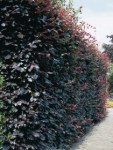 carpinus betulus Purpurea