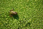 Frog_in_pond_among_aquatic_plants