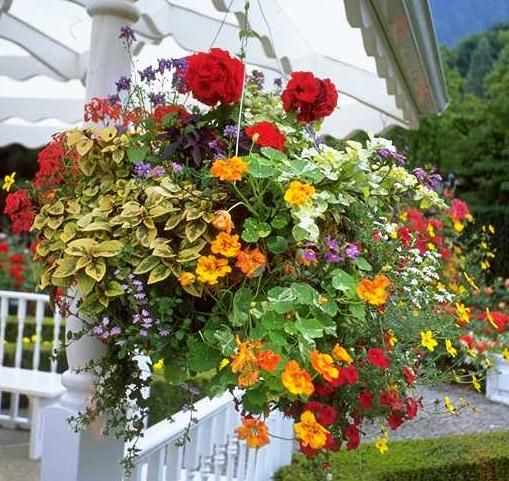 Hanging baskets can be planted up as the weather warms, but protect against late frosts.