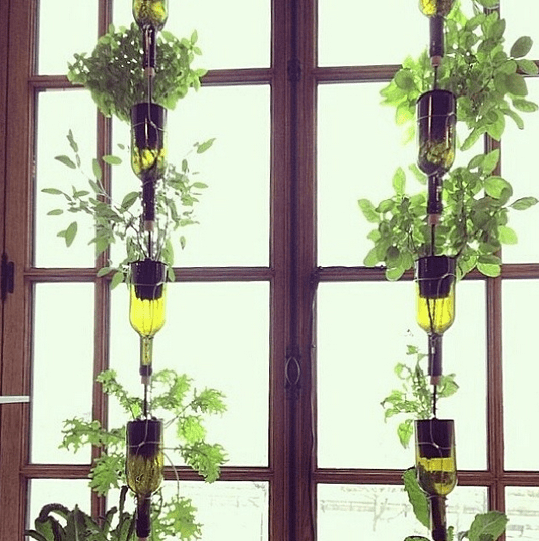 hanging bottle gadn via urban organic gardener