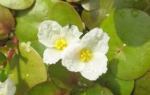 hydrocharis morsus-ranae male&nbsp;flowers