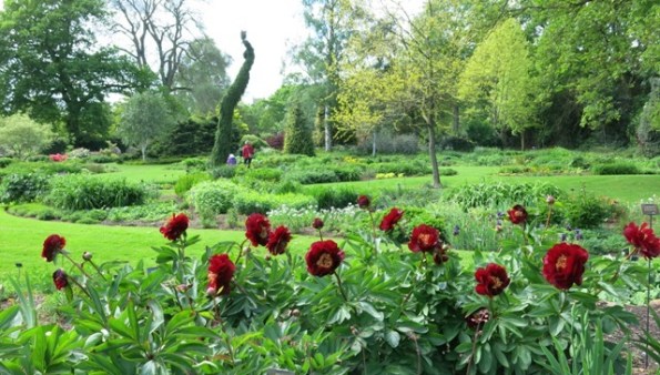 Paeonia 'Illini Belle' 