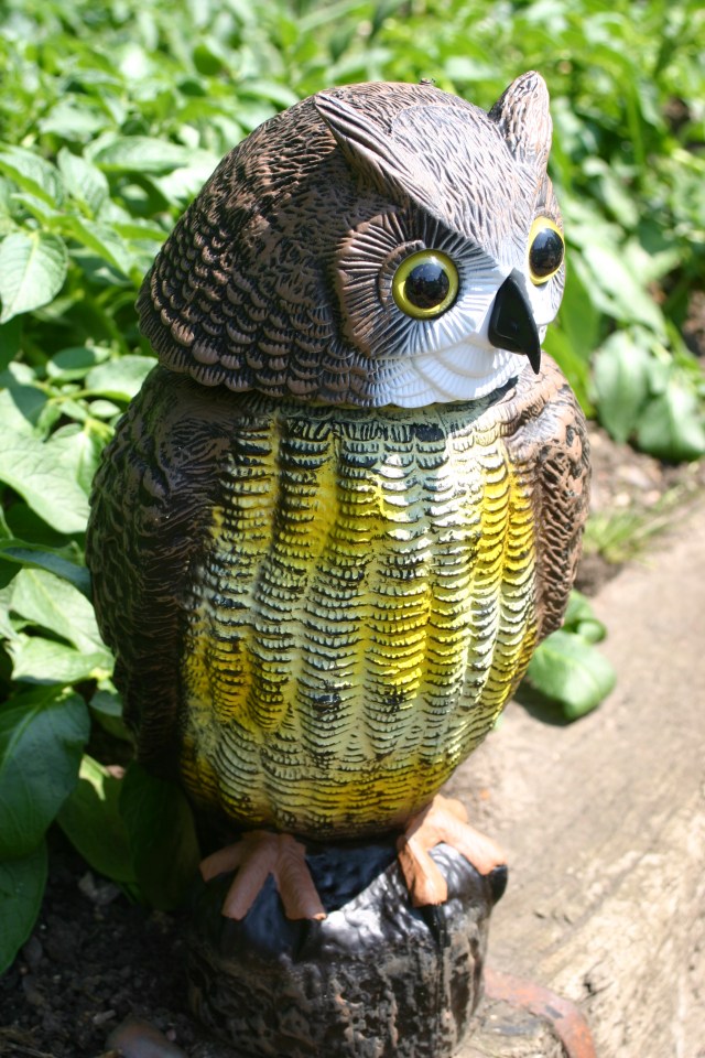 Another pest controller- I hope!