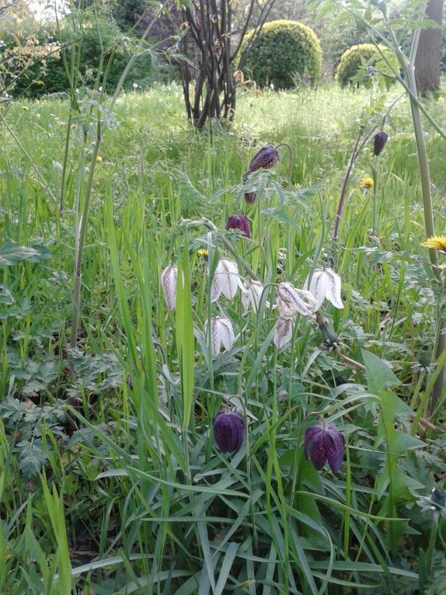 Jen's Fritillaries
