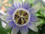 passion flower