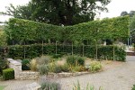 pleached trees