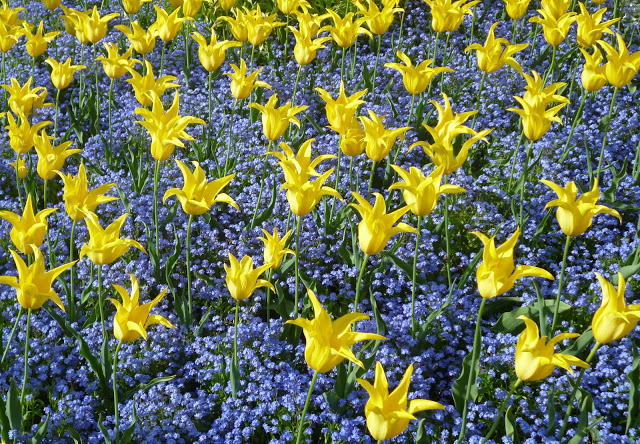 Planting Patterns #11