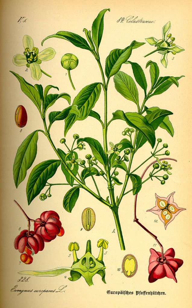 640px-Illustration_Euonymus_europaea0
