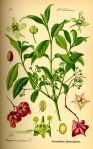 640px-Illustration_Euonymus_europaea0