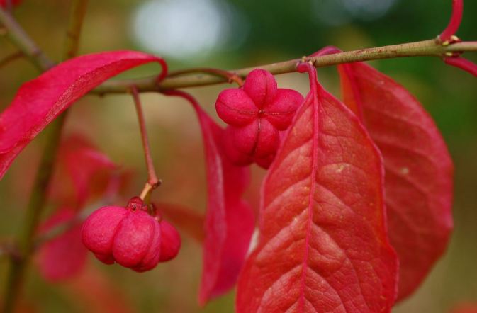 Picture by Bob Osborn