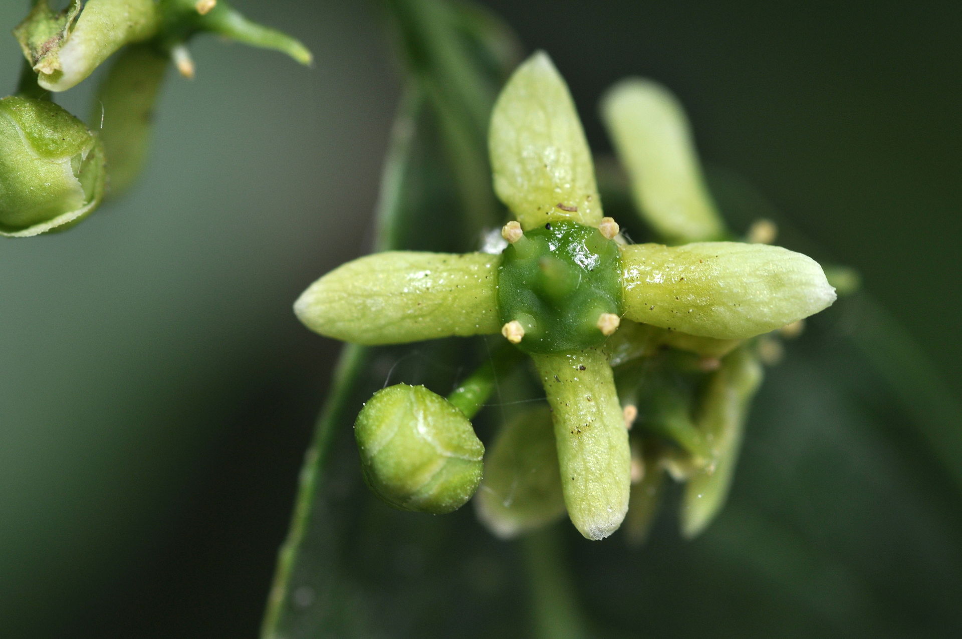 Celastraceae – Euonymus europaeus | Old School Garden