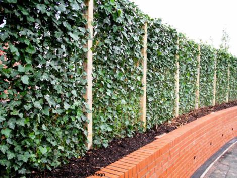 houghton Street Ivy Wall 62