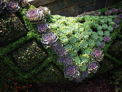 succulent patterns Argentina