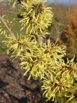 800px-Hamamelis_Japonica_x_Mollis