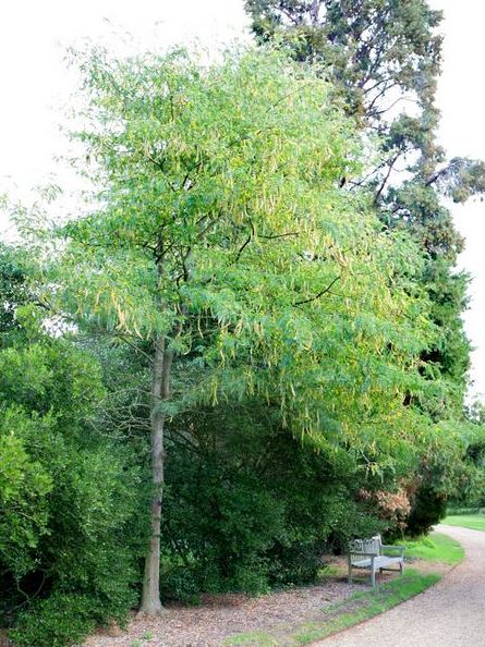 gleditsia triacanthos mature