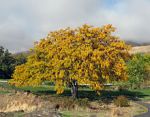 Gleditsia_triacanthos_Maryhill_Museum_01