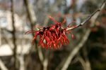 Hamamelis_’Diane’_flowers_002