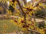 Hamamelis_Flower