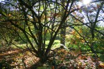Hamamelis_mollis_autumn