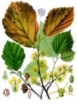 Hamamelis_virginiana_-_Köhler–s_Medizinal-Pflanzen-070